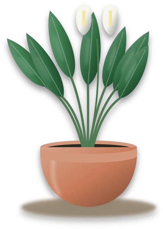 Illustration of a potted peace lily