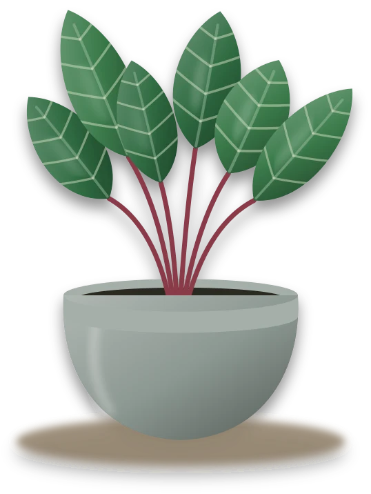 Illustration of a potted stromanthe