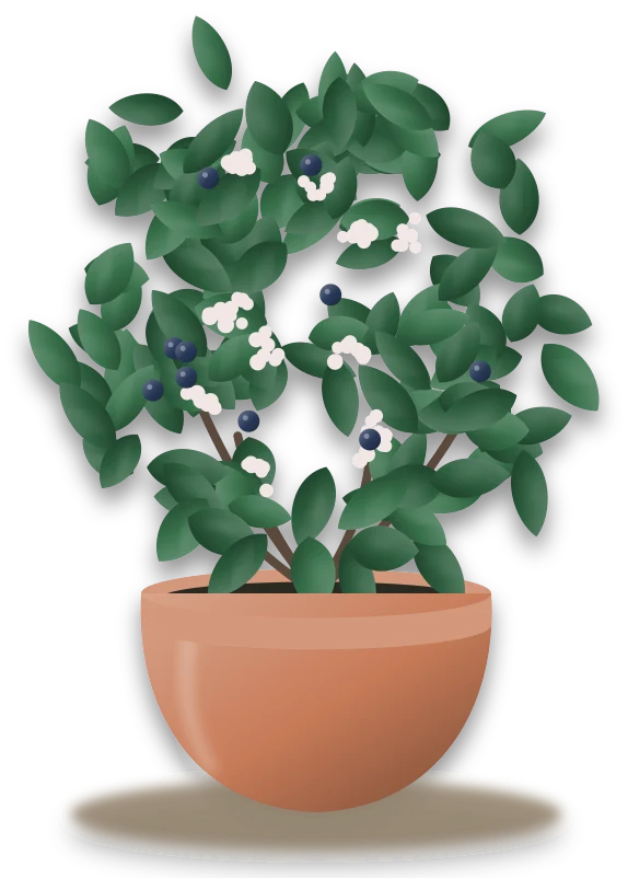 Illustration of a potted laurustinus