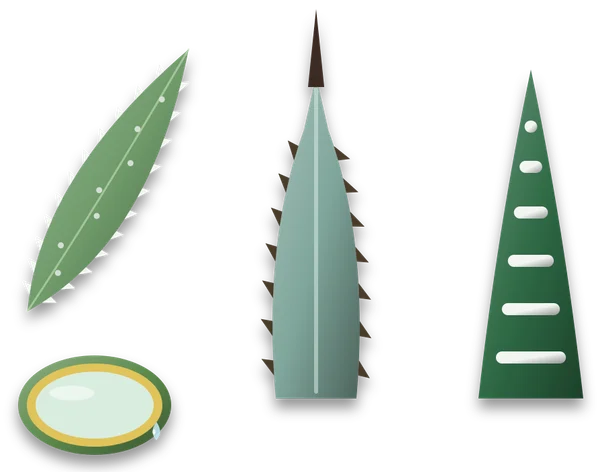 Three leaf details in a row: an aloe leaf with small soft teeth and a cut end showing a yellow layer under the skin around clear gel, an agave leaf with hooked teeth and a hard spine at the tip, and a haworthia leaf with raised white bands.