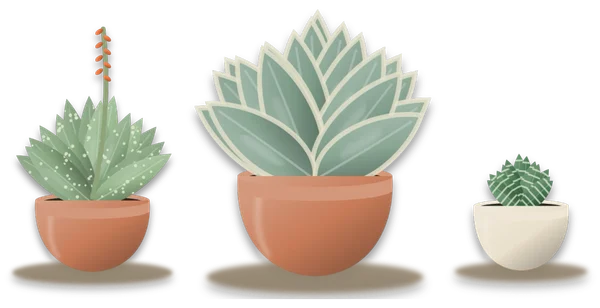 Three potted rosettes in a row: a speckled aloe with a tall flower spike, a large blue grey agave with broad stiff leaves, and a small dark haworthia banded in white.