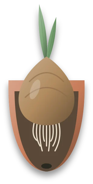 A snug pot cut in half, with a bulb sitting half above the compost, a green shoot rising from its neck and pale roots below.