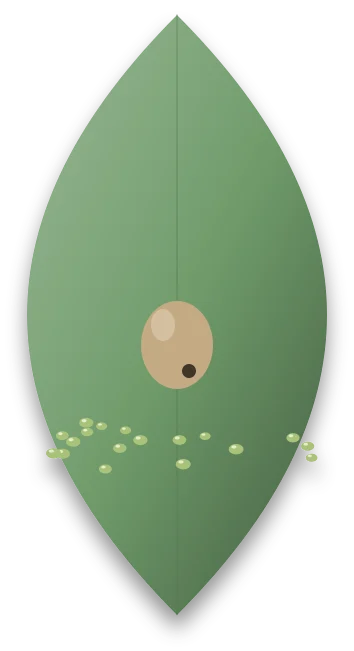 A whitish brown, inflated aphid mummy on a leaf, with a small round hole in its body where the wasp has hatched.