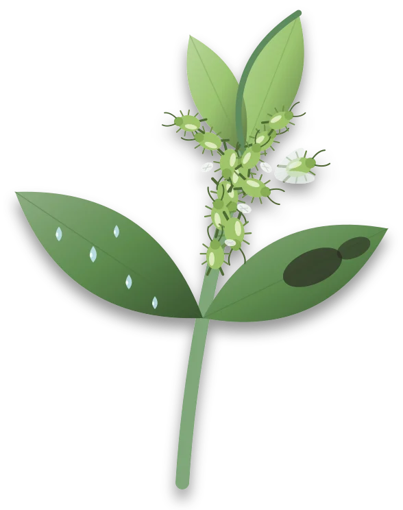 A stem tip with curled young leaves crowded with green aphids and pale cast skins, above an older leaf dotted with sticky honeydew and a dark sooty patch.