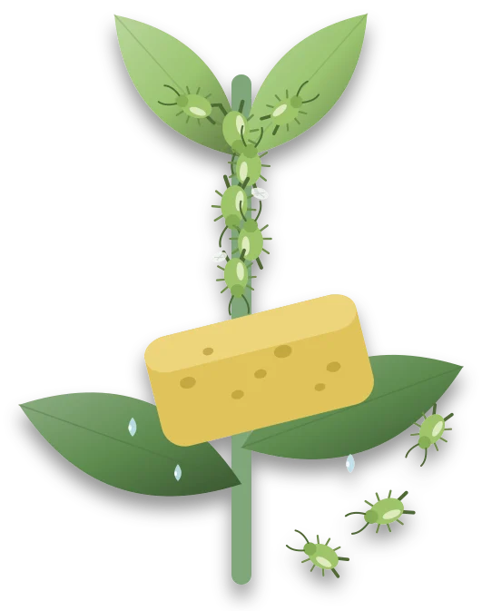 A damp sponge wiping up a plant stem, with the cleaned stretch bare, a few aphids dropping away below it and more still crowded above.