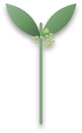 A young shoot with new leaves at the tip, crowded with small pale green insects along the new growth.