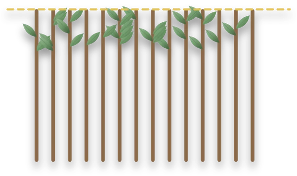 A hedge cut back hard to bare brown stems, with small new green shoots breaking along them just below a dashed cut line.