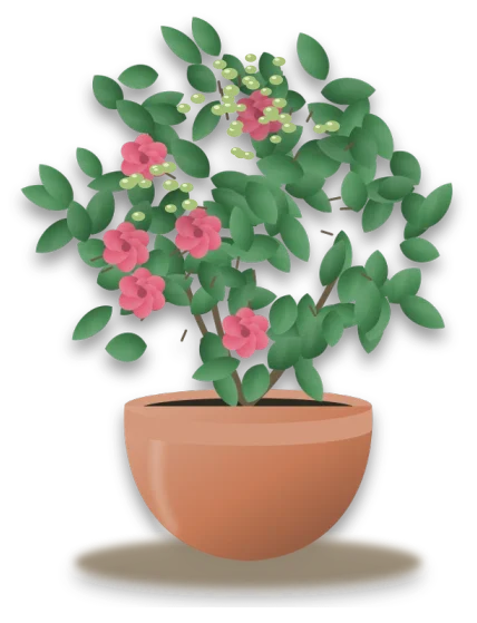 A potted rose with a crowded cluster of aphids on its newest shoots near the top.