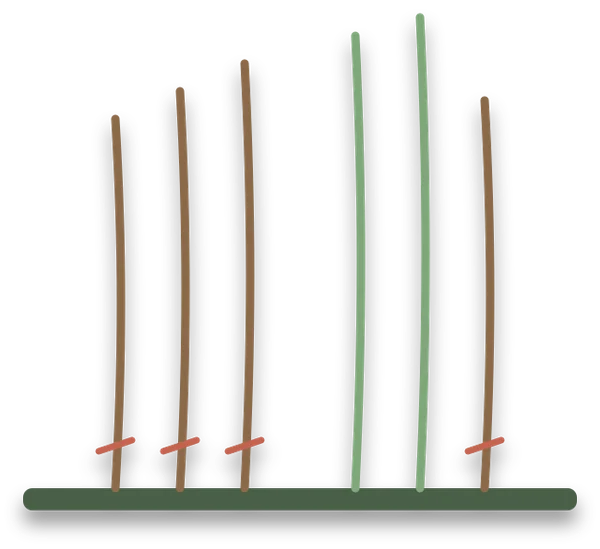 Several canes rising from the soil: the old brown canes, marked in red at ground level for cutting out, and the new green canes left standing.