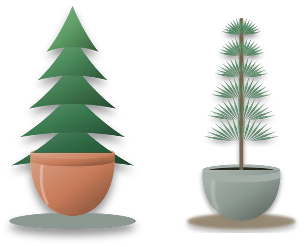 A small pot-grown fir in a terracotta pot on a saucer, standing beside a Norfolk Island pine in its own pot.