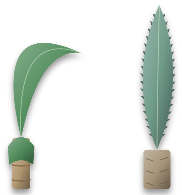 Two leaves up close: on the left a dracaena leaf with a smooth edge and a central rib arching out of a ringed cane, and on the right a stiff yucca leaf with a finely toothed edge and a pointed tip rising from a thick trunk.