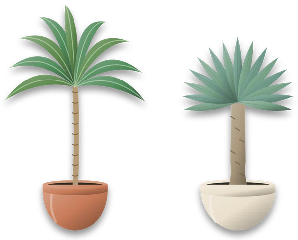 Two potted canes side by side: a dracaena on the left with a slim ringed stem and smooth arching leaves that droop at the tips, and a yucca on the right with a thick woody trunk and stiff pointed leaves held out in a spiky head.