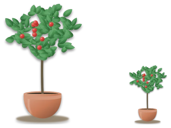 A tall standard apple tree beside a much smaller dwarf apple tree, drawn to the same scale.