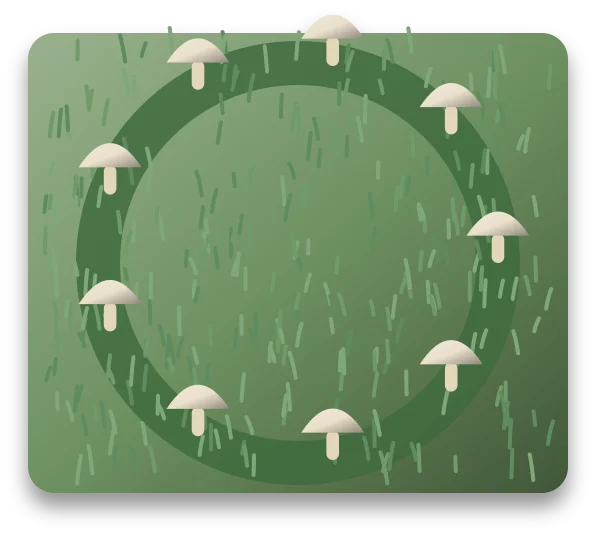 A lawn with a ring of pale mushrooms standing on a band of darker green grass.