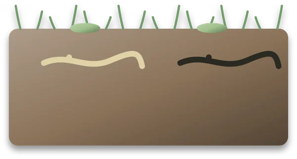 A cut-through of lawn soil showing a pale, firm underground stem beside a dark, rotted one, with grass crowns at the surface.