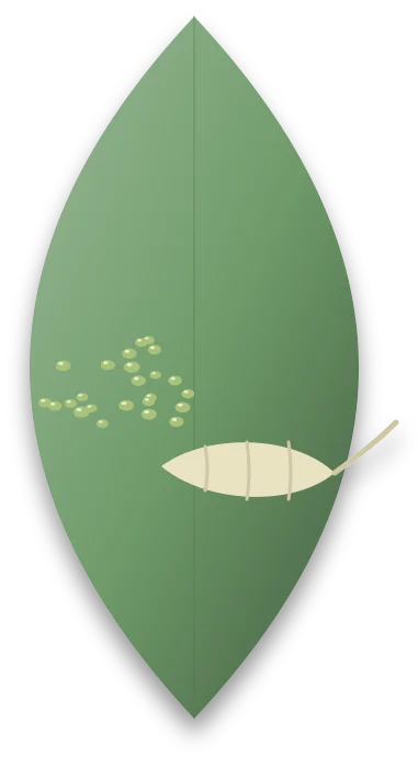 A legless, pale maggot-like larva with a thin breathing tube at its rear, lying on a leaf beside a cluster of aphids.
