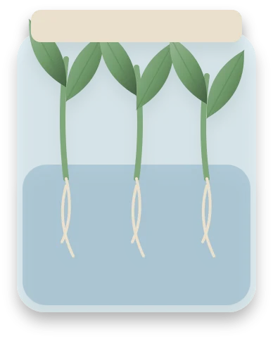 A glass jar of water holding three stem cuttings, each with a few leaves above the water and pale roots below.