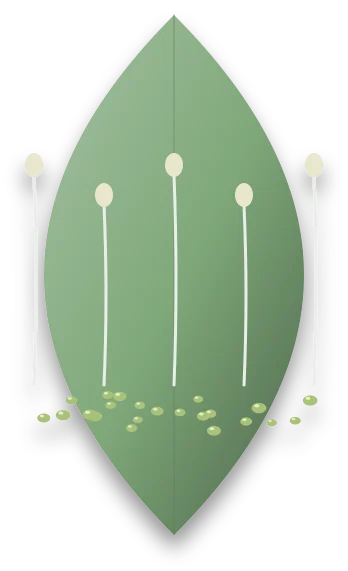 Pale lacewing eggs standing on thin stalks on a leaf, with a few aphids clustered at their base.