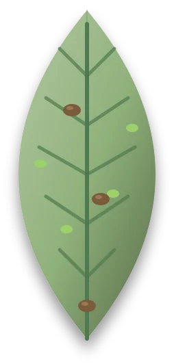 The underside of a broad leaf, paler than the top, with small green aphids and brown scale clustered along its veins.