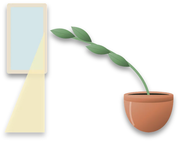 A plant leaning sharply towards a window on the left, its stems stretched out towards the light.