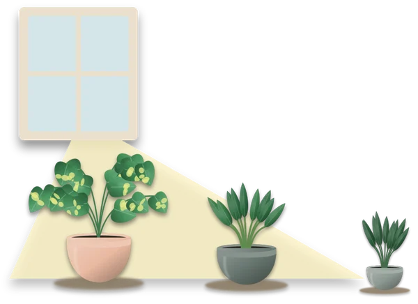 A window in the top left casting a soft band of light across the floor, with three plants standing at increasing distances from it.