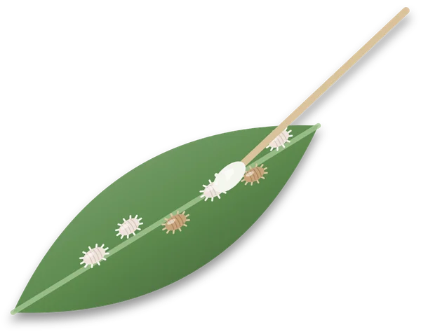 A cotton swab dabbing a pale mealybug on a leaf midrib, with two earlier dabbed mealybugs already turned brown beside it.