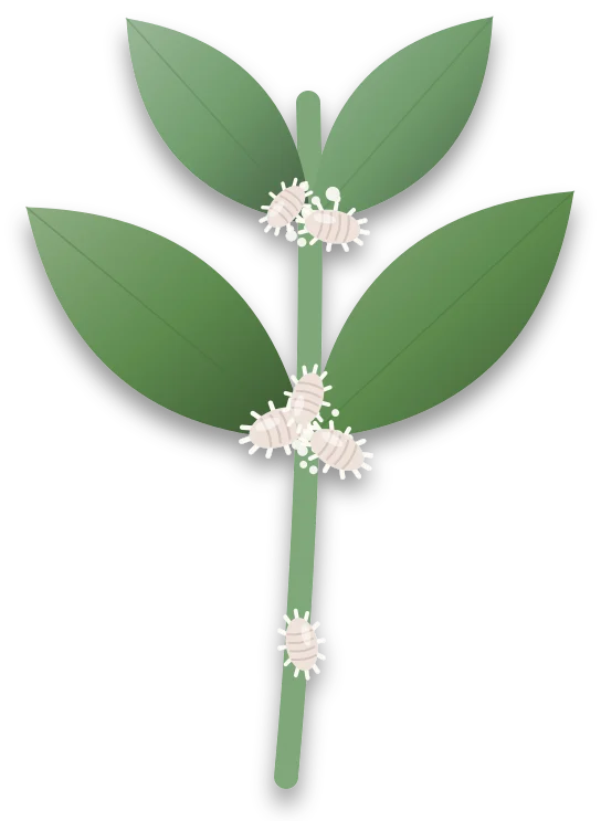A stem with two leaf pairs, and white cottony wax with small pale mealybugs tucked into the joint where each pair of leaves meets the stem.
