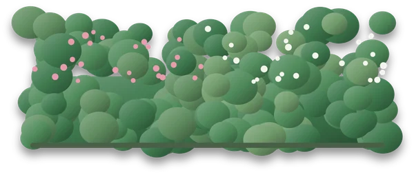 A hedge of two shrubs side by side, one with pink flower clusters and the other with white flowers, forming one continuous line.
