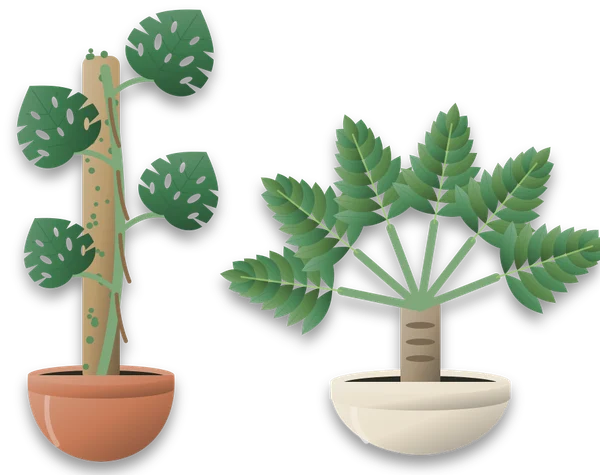 A Monstera climbing a moss pole with brown aerial roots at its nodes, beside a split leaf philodendron with a short thick trunk and lobed leaves spreading outwards from the top of a wide pot.