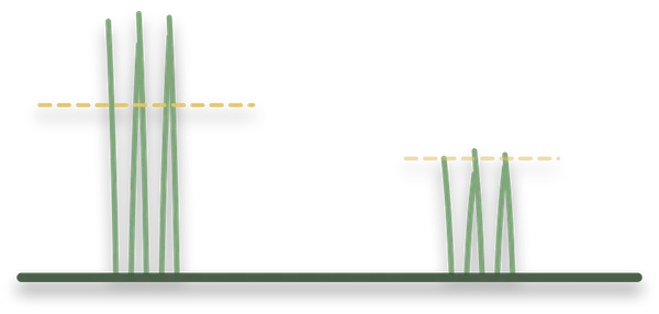 A tall tuft of grass with a dashed line across its upper third, and a shorter tuft beside it that has been cut to that line.