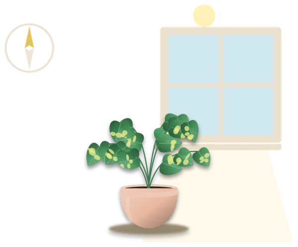A plant standing close to a sunny window, with sunlight falling in across the floor, and a compass beside it with its north point marked.