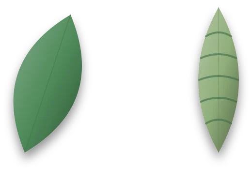 Two leaves side by side: a plump, smooth leaf on the left, and a narrower leaf on the right with fine wrinkles across its surface.