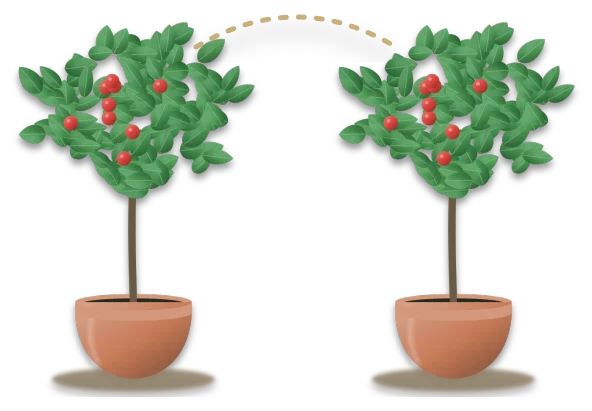 Two apple trees standing close together, with a dotted line between their crowns to show that they pollinate each other.