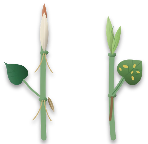 Two stem tips side by side: on the left a philodendron with a new leaf wrapped in a pale papery sheath and a dried brown sheath below, on the right a pothos with a grooved leaf stalk and a new leaf unrolling with no sheath.