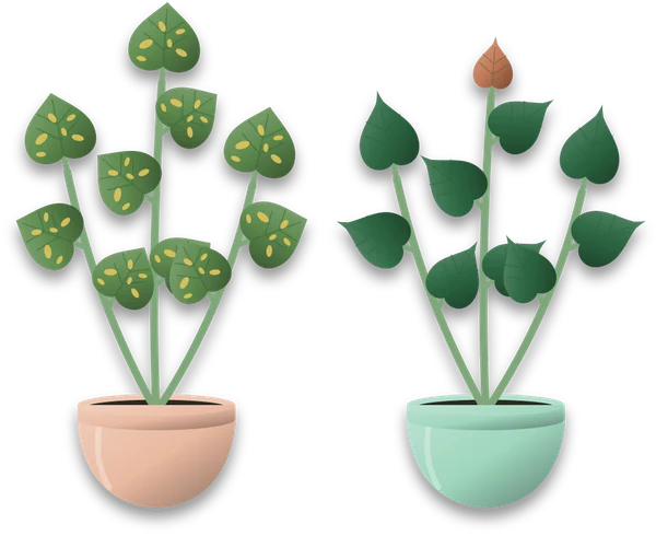 Two potted vines side by side, a pothos on the left with gold flecked heart shaped leaves and a heartleaf philodendron on the right with plain dark green leaves that end in a longer point.