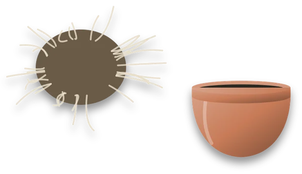 A root ball lifted out of its pot, its roots loosened at the edges and pale in colour.