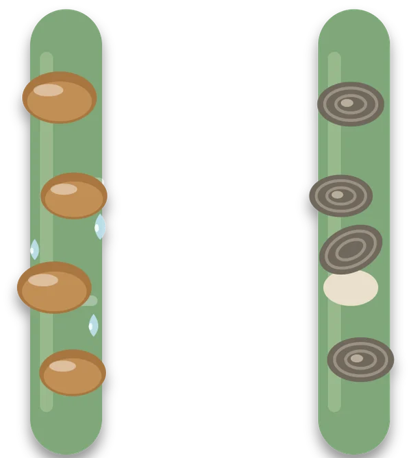 Two stems side by side: on the left domed brown soft scales with glossy drops of honeydew, and on the right flat ringed armoured scales, one with its cover lifted.