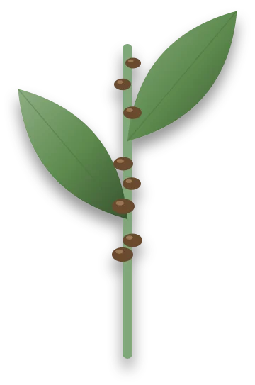 A green stem with small, hard, brown bumps scattered along it and clustered where the leaves join the stem.