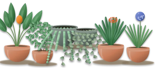 Six plants standing together: a bird of paradise, a jade plant, a string of pearls, a string of hearts, a clivia and an agapanthus.