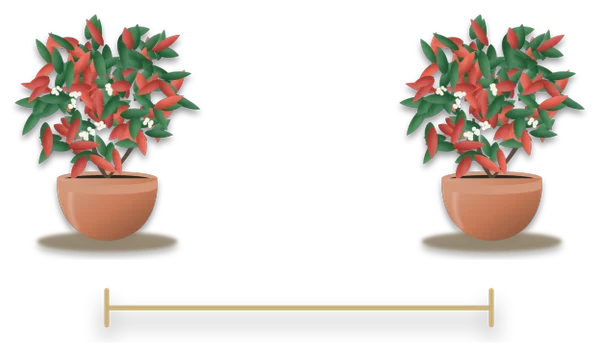 Two young hedging plants with a dimension line drawn between their centres to show the spacing.