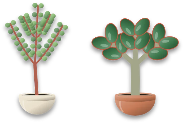 Two potted succulents side by side: spekboom on the left, with thin reddish branches and many small round leaves, and a jade plant on the right, with a thick grey green stem and big oval leaves edged in red.