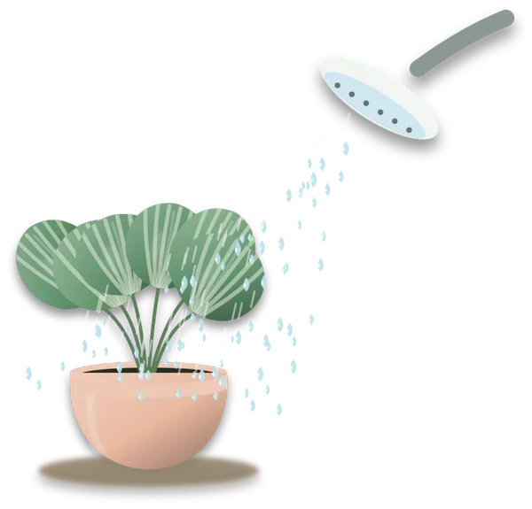A houseplant standing under a shower head, with a wide spray of water falling across its leaves.