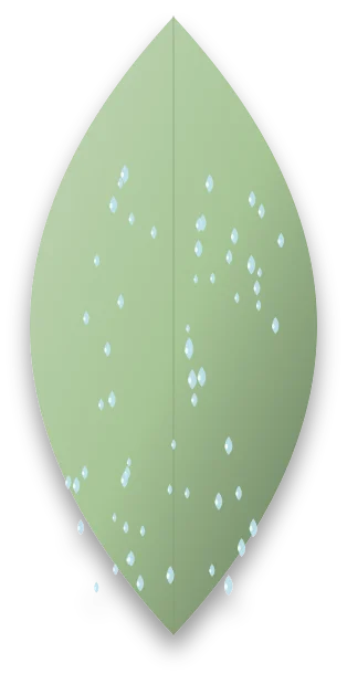 The underside of a leaf, paler than the top, with fine droplets of spray scattered across it and the midrib running down the centre.