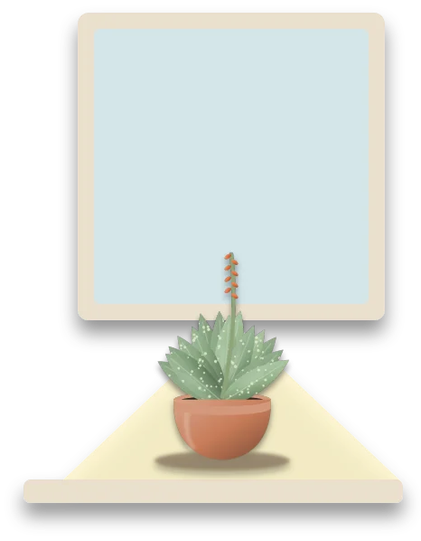 A succulent standing on a windowsill in a bright window, with light falling across the sill.