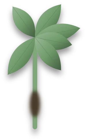 A stem with a soft, black, collapsed section near its base, with healthy green leaves above it.