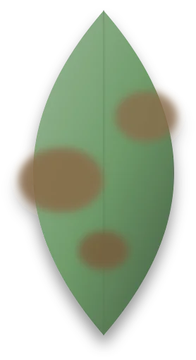 A broad green leaf with soft, blurred brown patches spread across its surface.