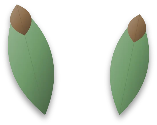 Two healthy leaves with the tips of their points turned brown and dry.