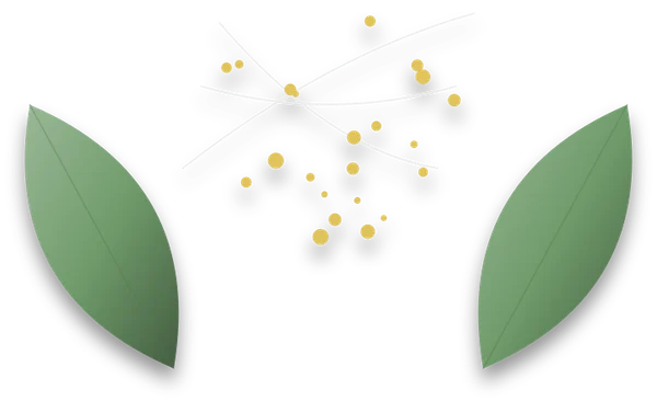 Two leaves with fine silky webbing strung across the gap between them, and tiny yellow dots scattered through the web.