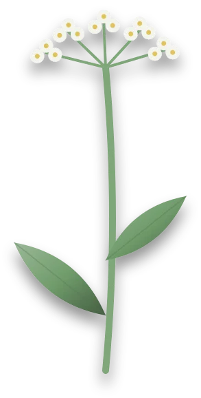 A tall, thin herb stem that has run up to flower early, with a loose head of small white flowers at its top.