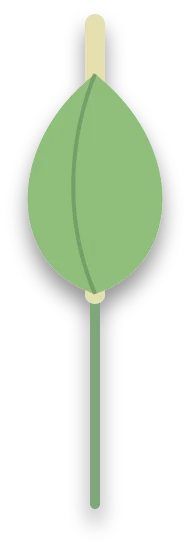 A peace lily flower whose white spathe has turned green, with the pale flower spike rising out of it.